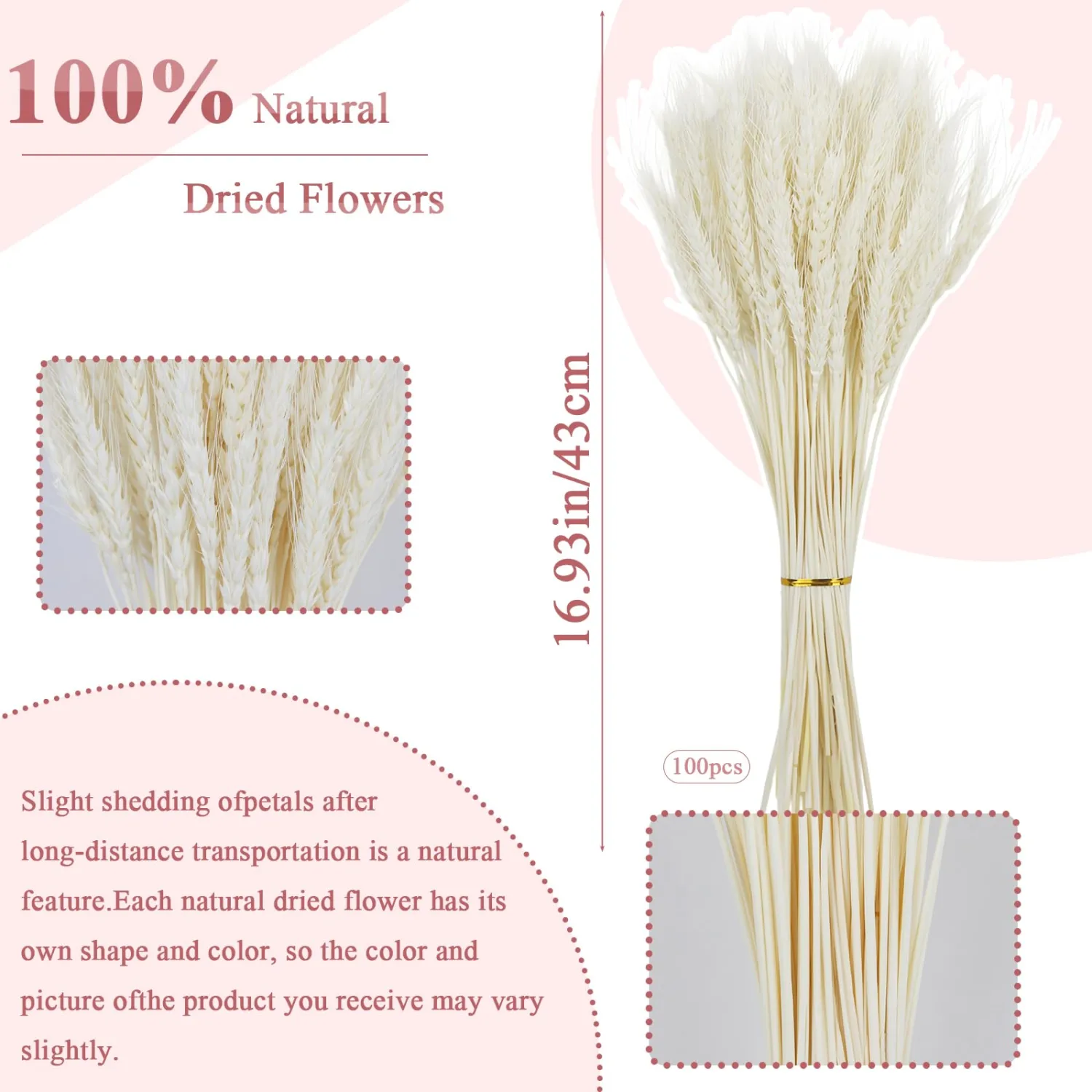 100Stems Dried Wheat Stalks Natural Wheat White Straw Natural Bouquet Suitable for Home Kitchens Wedding Table DecorationsVBohemian Farmhouse DIY Decorations