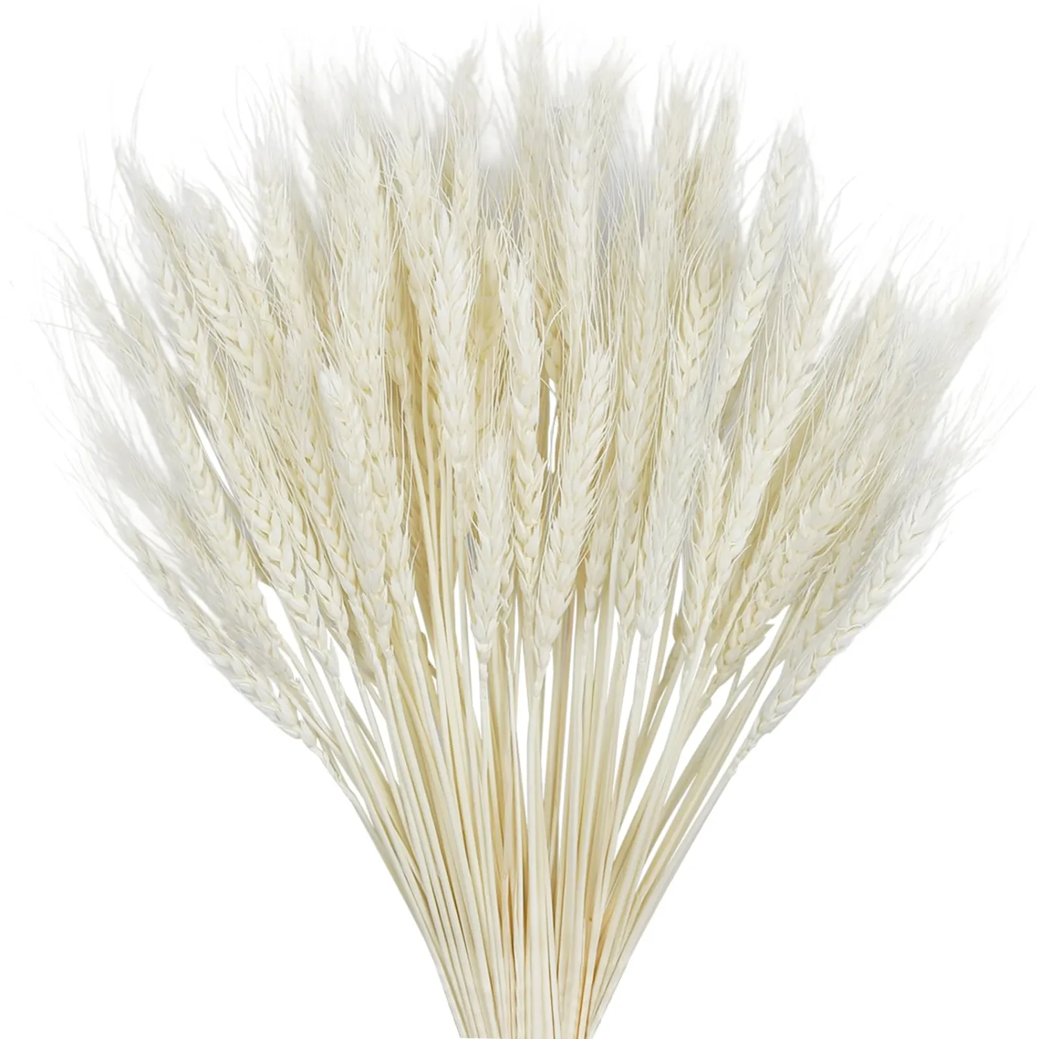 100Stems Dried Wheat Stalks Natural Wheat White Straw Natural Bouquet Suitable for Home Kitchens Wedding Table DecorationsVBohemian Farmhouse DIY Decorations