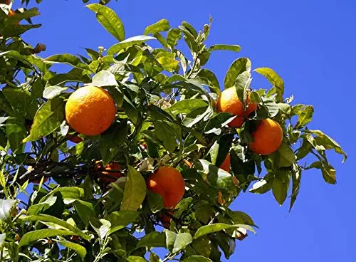 Satsuma Fruit Tree Real Live Plant Citrus 3"6"Seedling Mandarin Tangerine Orange