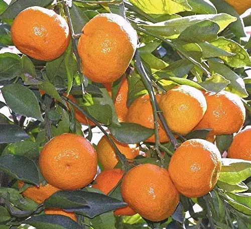 Satsuma Fruit Tree Real Live Plant Citrus 3"6"Seedling Mandarin Tangerine Orange