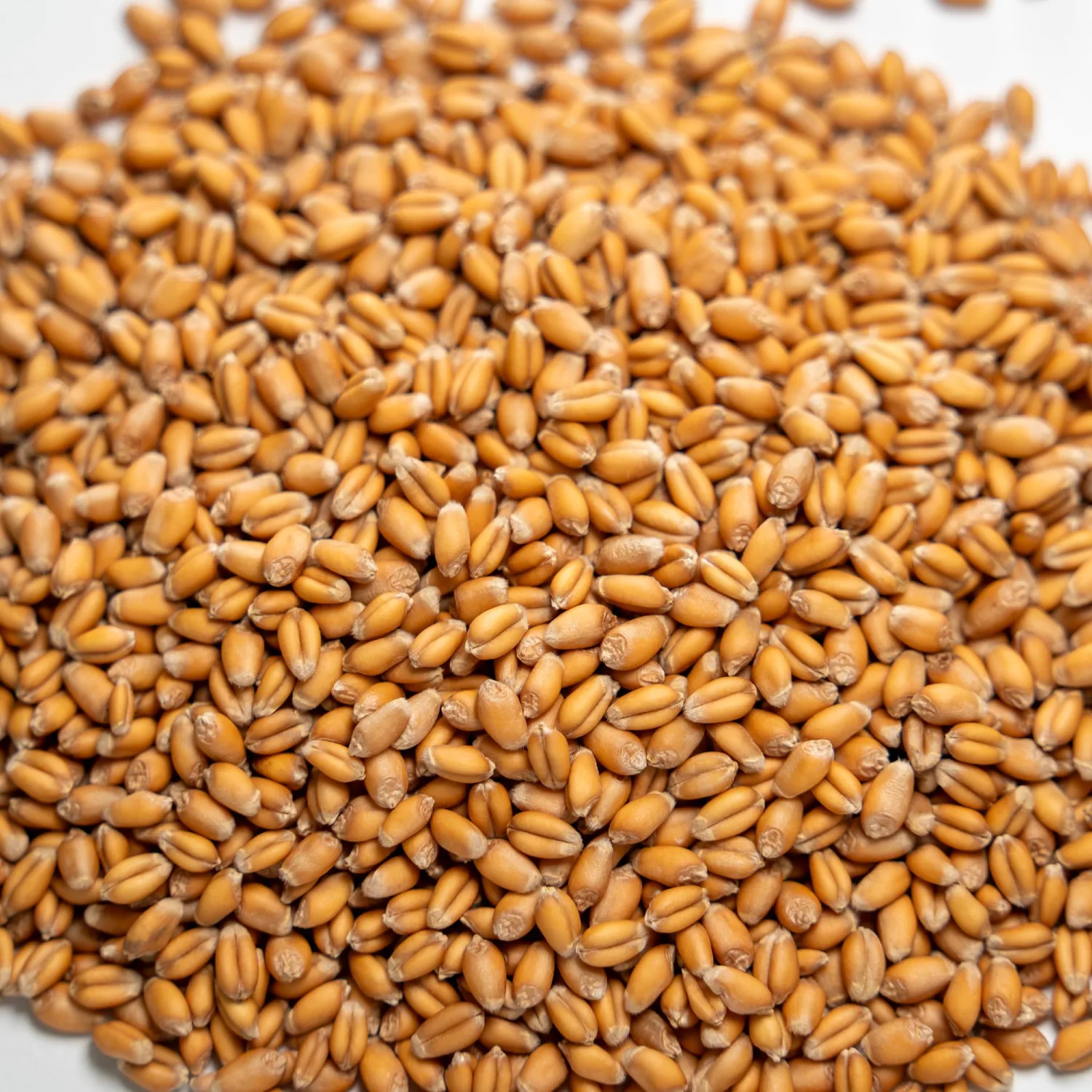Thunder Acres Premium Soft Red Winter Wheat Seed (1, Pounds)