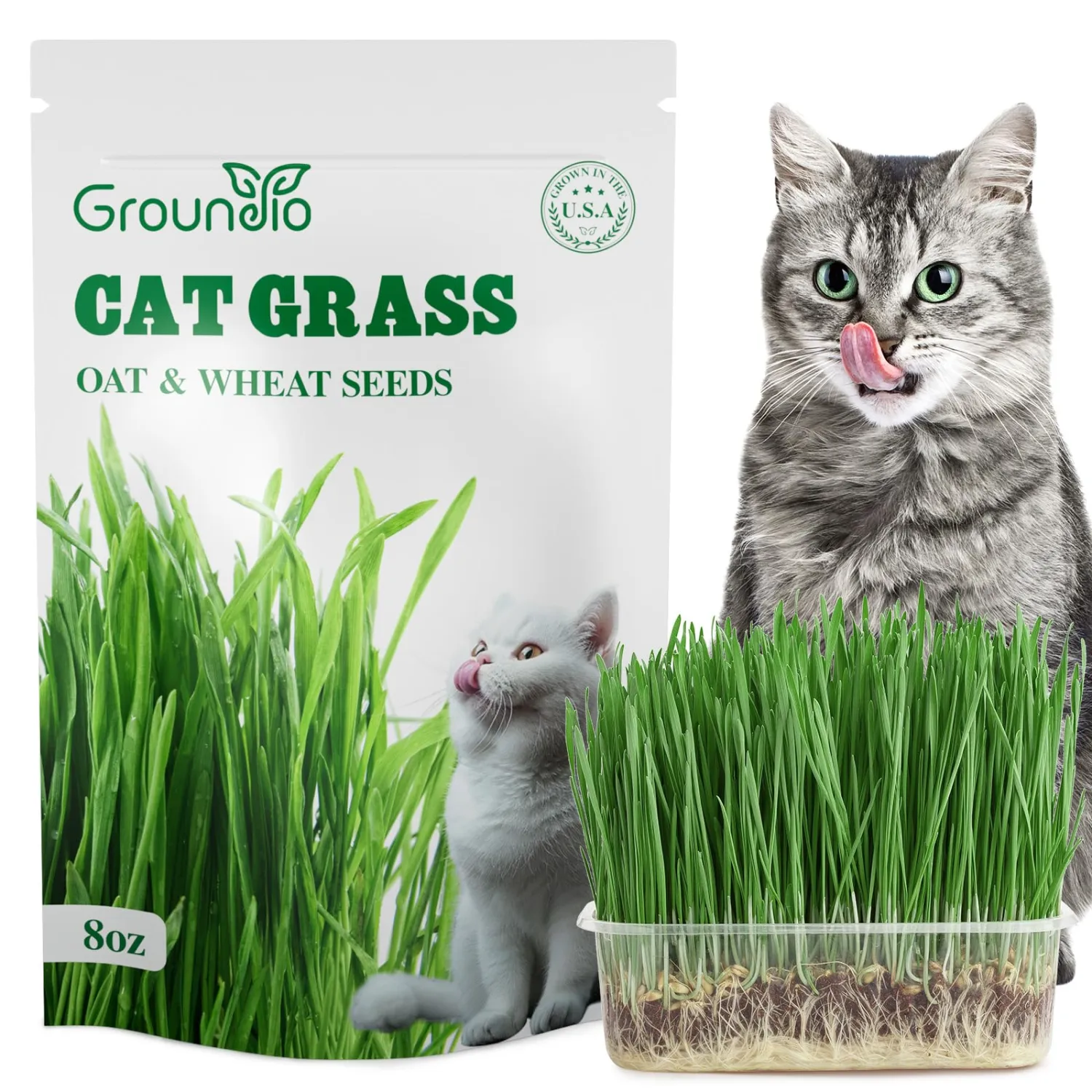Groundio Cat Grass Seeds 8oz, Wheat & Oat Seeds Mix | Heirloom Non-GMO, Germinate in 4-7 Days, Grown in USA, For Indoor Cats & Pets, For Planting