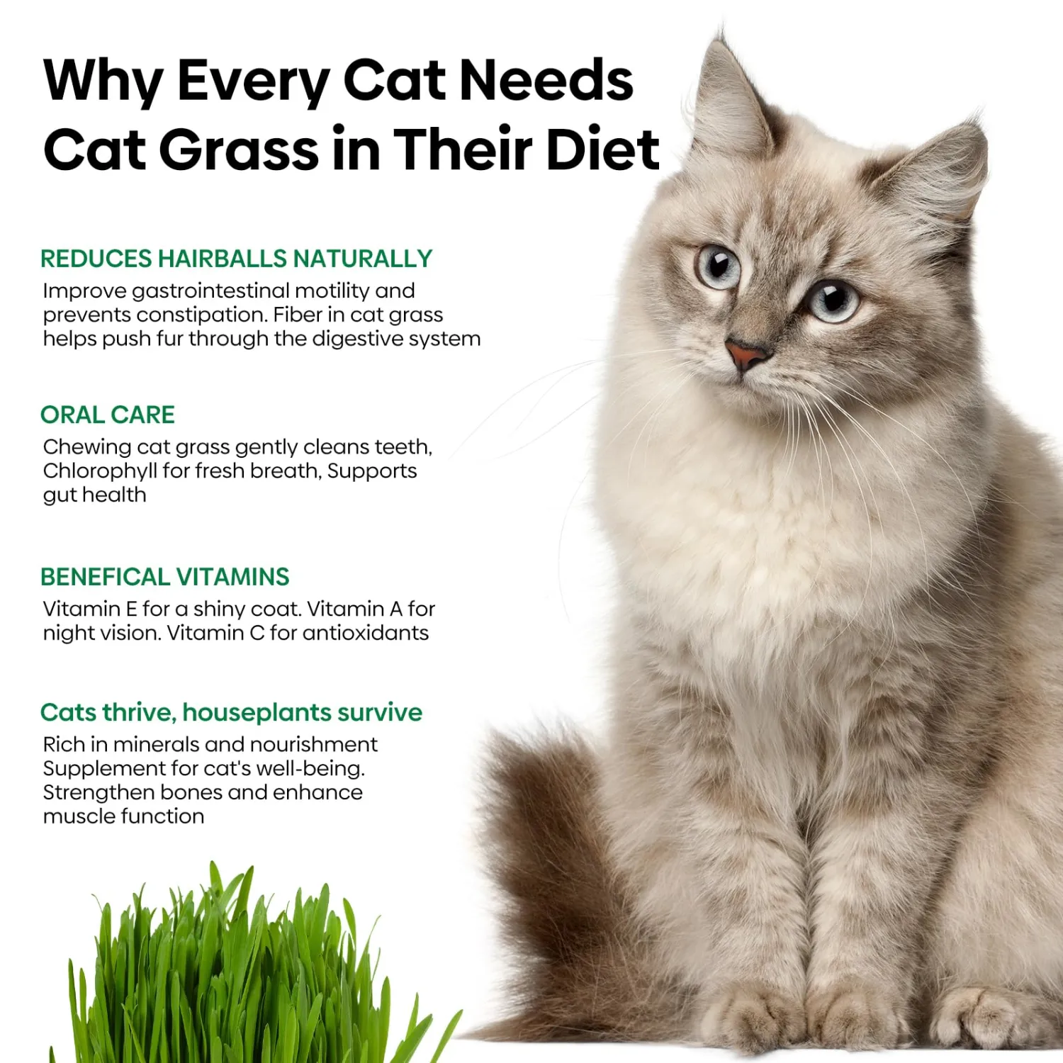 Groundio Cat Grass Seeds 8oz, Wheat & Oat Seeds Mix | Heirloom Non-GMO, Germinate in 4-7 Days, Grown in USA, For Indoor Cats & Pets, For Planting