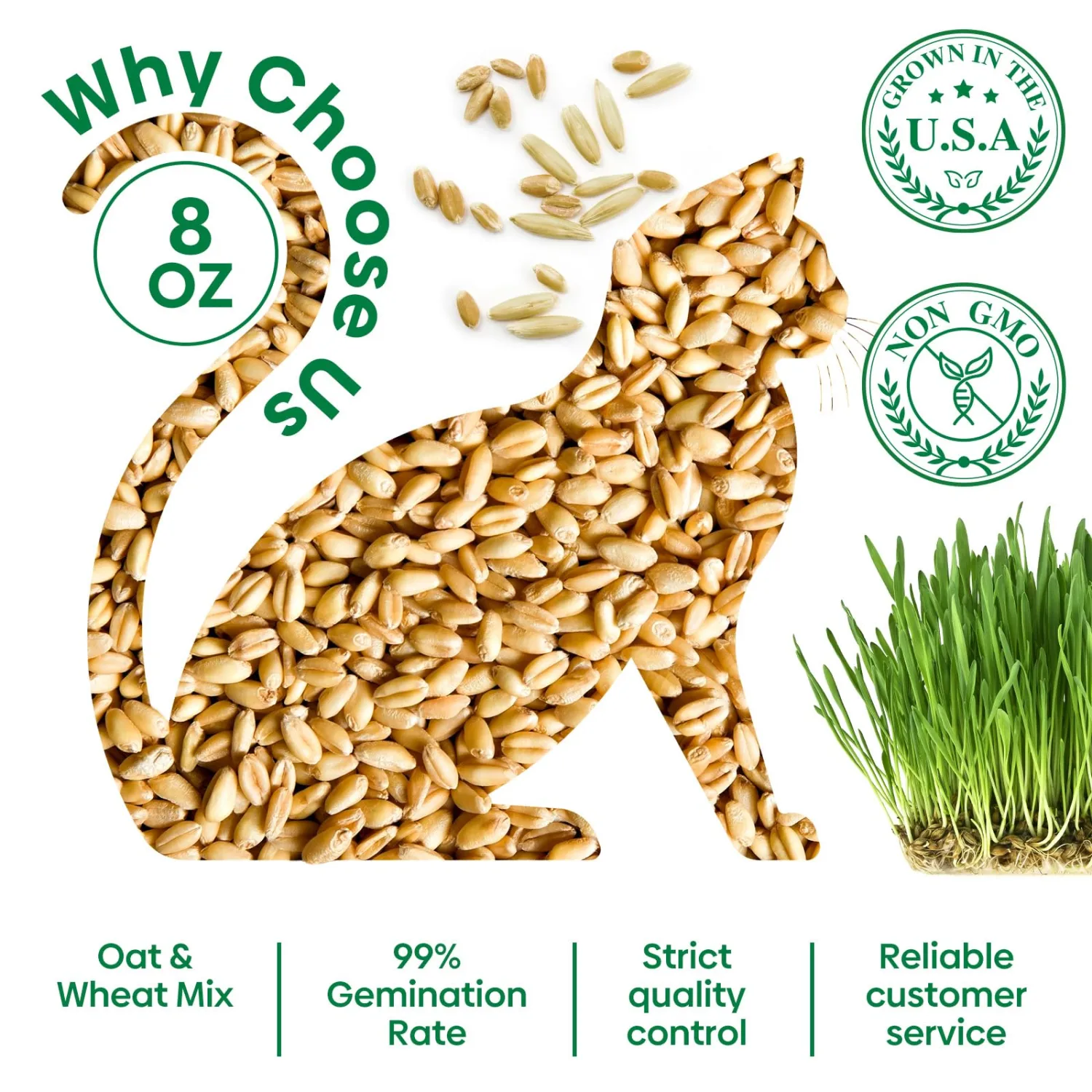 Groundio Cat Grass Seeds 8oz, Wheat & Oat Seeds Mix | Heirloom Non-GMO, Germinate in 4-7 Days, Grown in USA, For Indoor Cats & Pets, For Planting