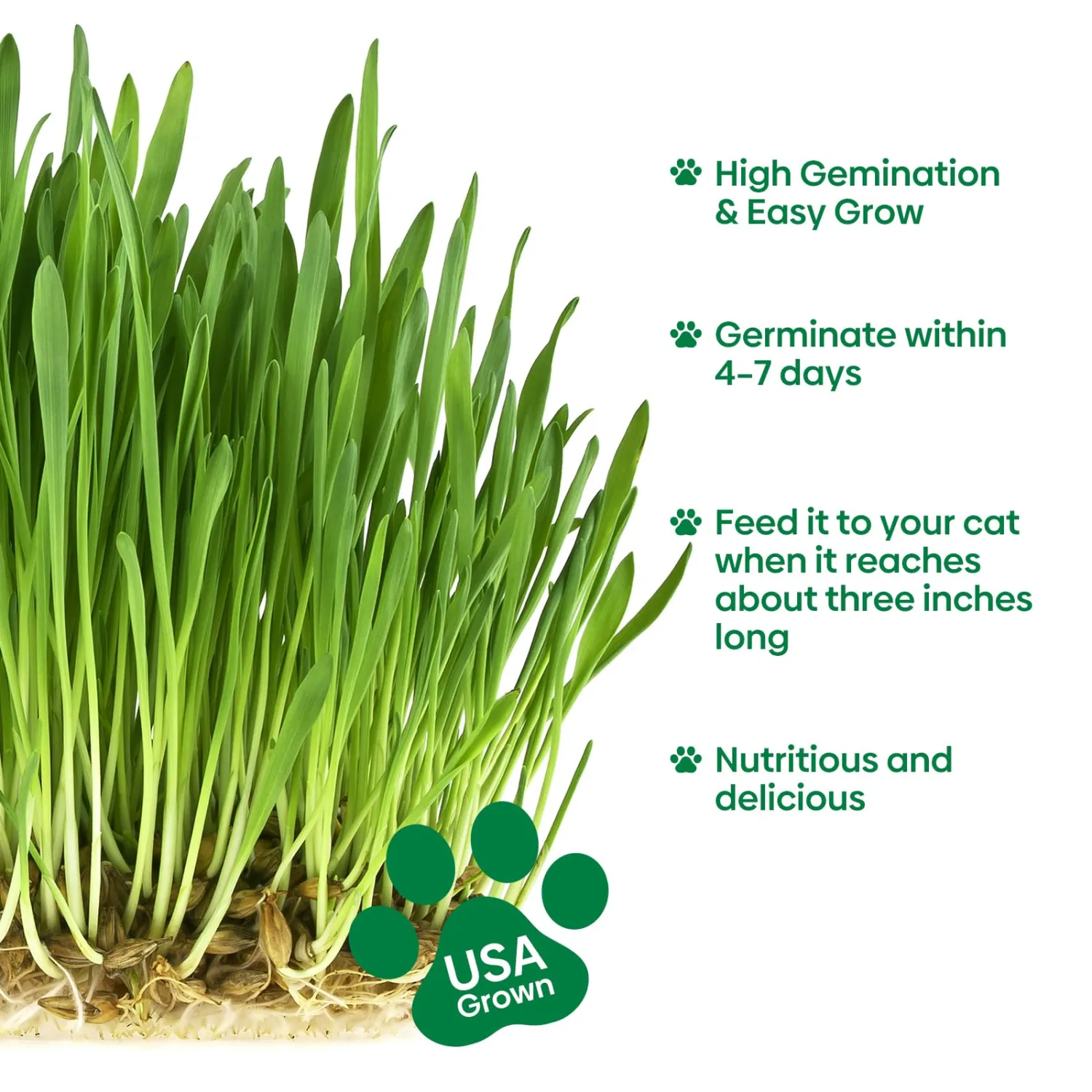 Groundio Cat Grass Seeds 4 OZ | Wheat & Oat Seeds Mix