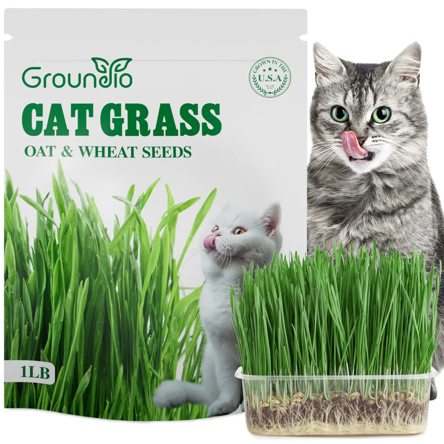 Groundio Cat Grass Seeds for Planting, 16OZ Large Packaging, Germinate in 4-7 Days with 98% Germination, Heirloom Non-GMO Wheat & Oat Seeds for Indoor Cats