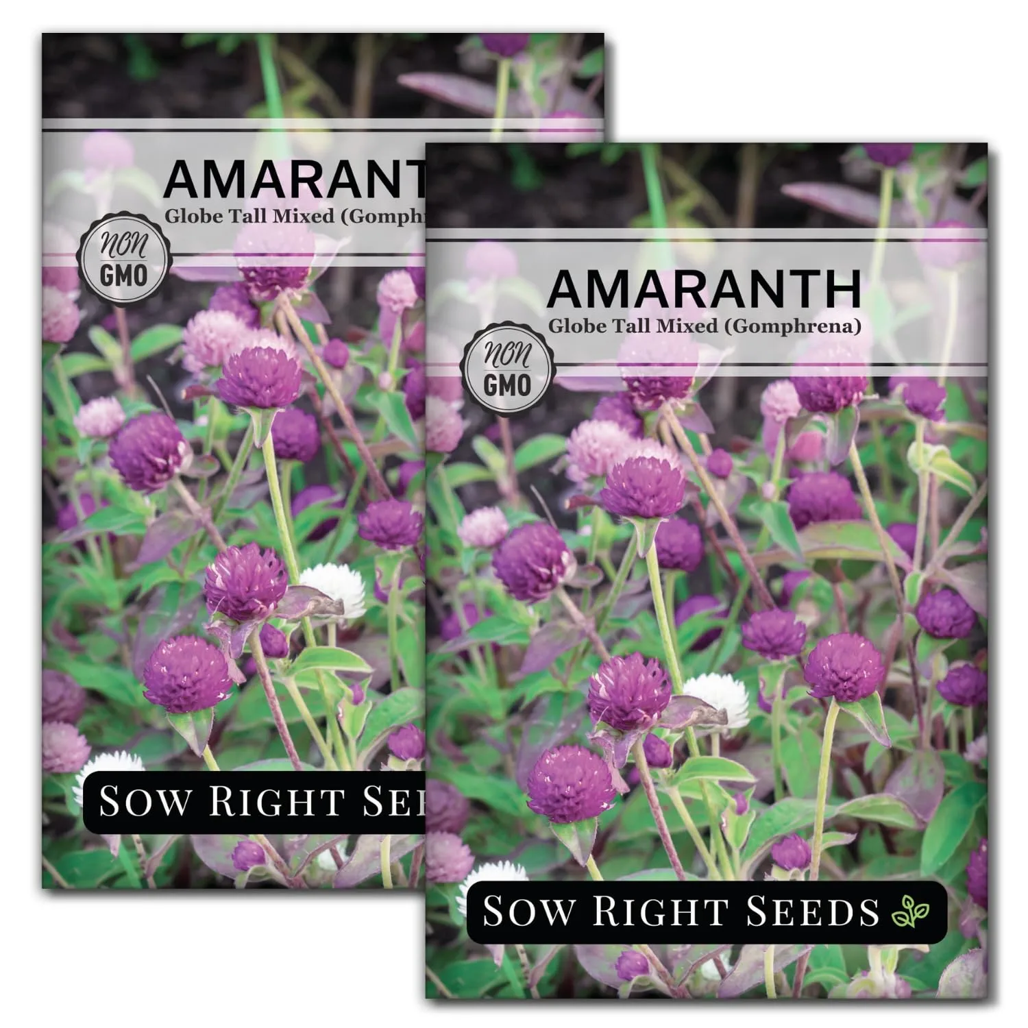 Sow Right Seeds - Tall Mixed Globe Amaranth Seed for Planting Gomphrena 2pk | Plant annual drought-tolerant non-GMO heirloom in outdoor garden and cut flower bouquet. Grow outside to attract pollinators.