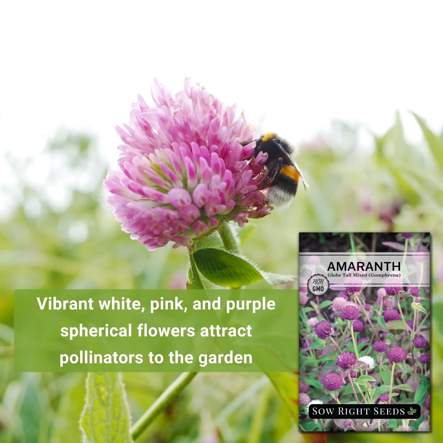 Sow Right Seeds - Tall Mixed Globe Amaranth Seed for Planting Gomphrena 2pk | Plant annual drought-tolerant non-GMO heirloom in outdoor garden and cut flower bouquet. Grow outside to attract pollinators.