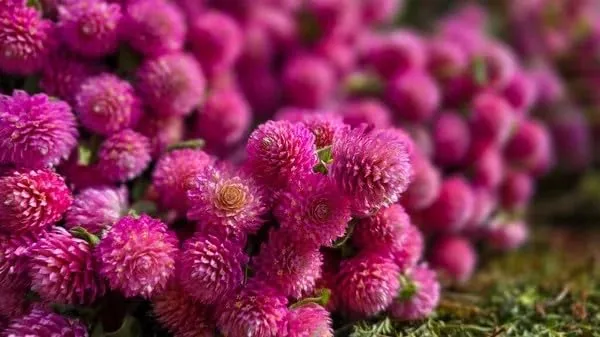 Mixed Gomphrena Seeds, 300+ Seeds, Formula Mix Globe Amaranth, Non-GNO Heirloom Seeds for Planting, Annual Cut Flower Garden Heat & Drought Tolerant Attracts Pollinators, Outdoor Home Garden Decor