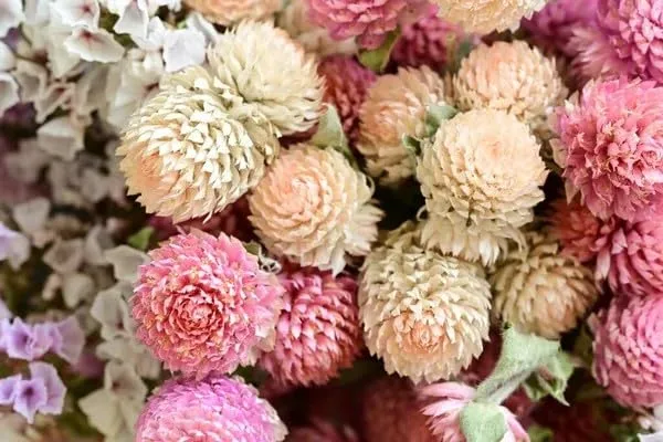 Mixed Gomphrena Seeds, 300+ Seeds, Formula Mix Globe Amaranth, Non-GNO Heirloom Seeds for Planting, Annual Cut Flower Garden Heat & Drought Tolerant Attracts Pollinators, Outdoor Home Garden Decor