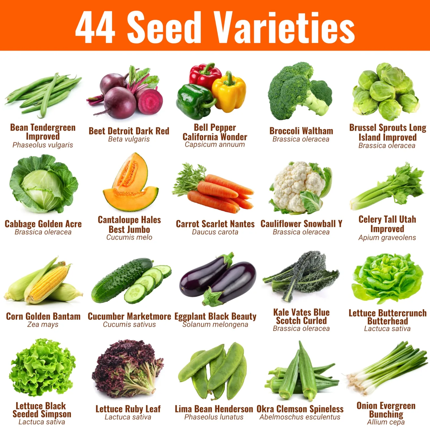 Vegetable, Fruit & Herb Seeds, 44 Packs, Non-GMO, 15,000+ Seeds