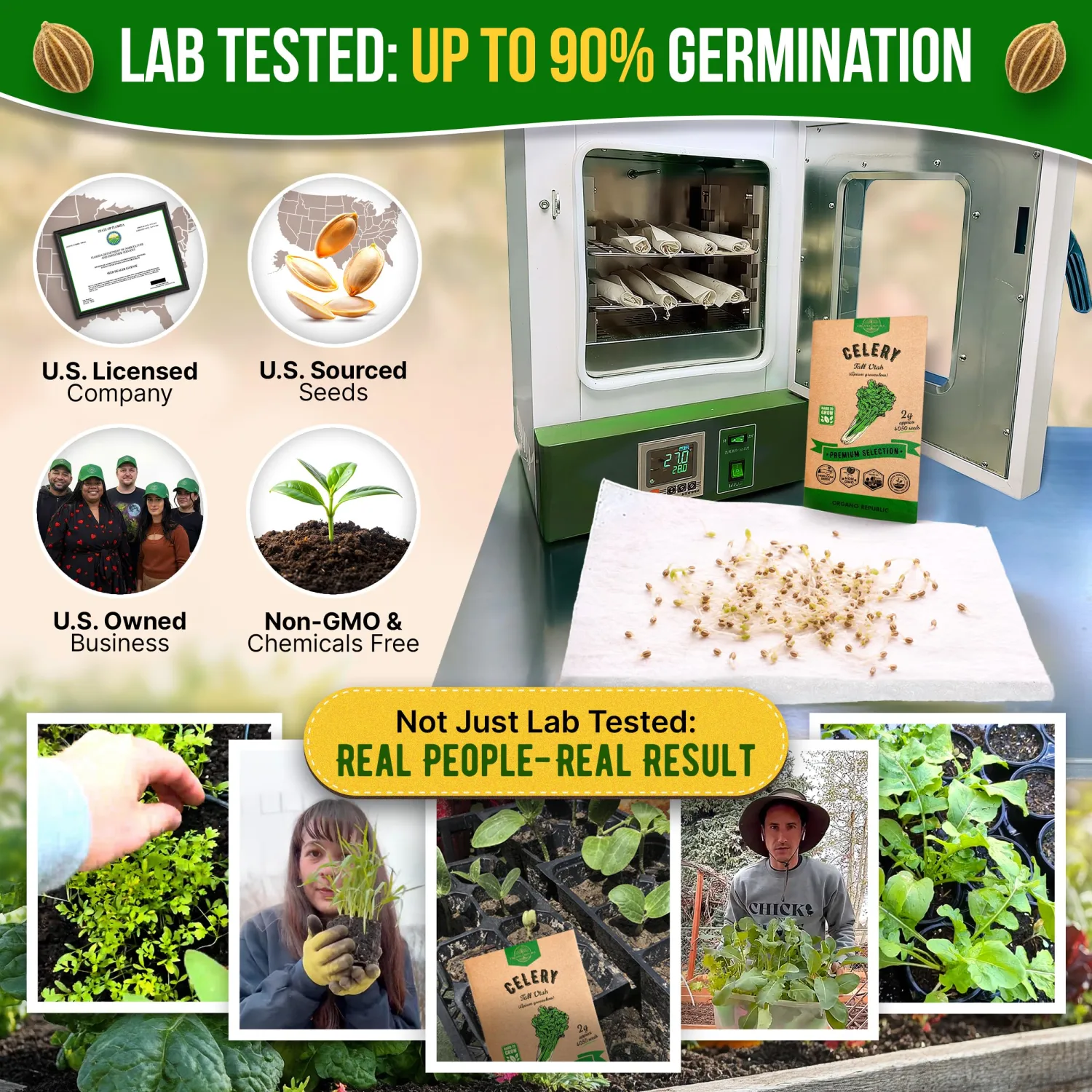 Tall Utah Celery Seeds Pack 2 G - Over 4,050 Non-GMO Heirloom Celery Seeds for Planting Vegetables in Individual Seed Packet