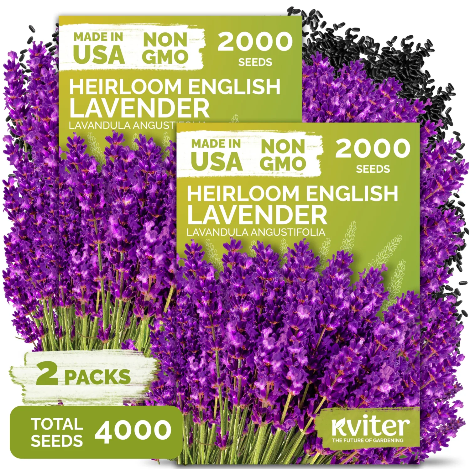 4,000 English Lavender Heirloom Herb Seeds, Lavandula Angustifolia | True Lavender Flowers, Heirloom Seeds for Planting Outdoors, Perennial Herb Seeds for Outdoor Garden, Flower Beds