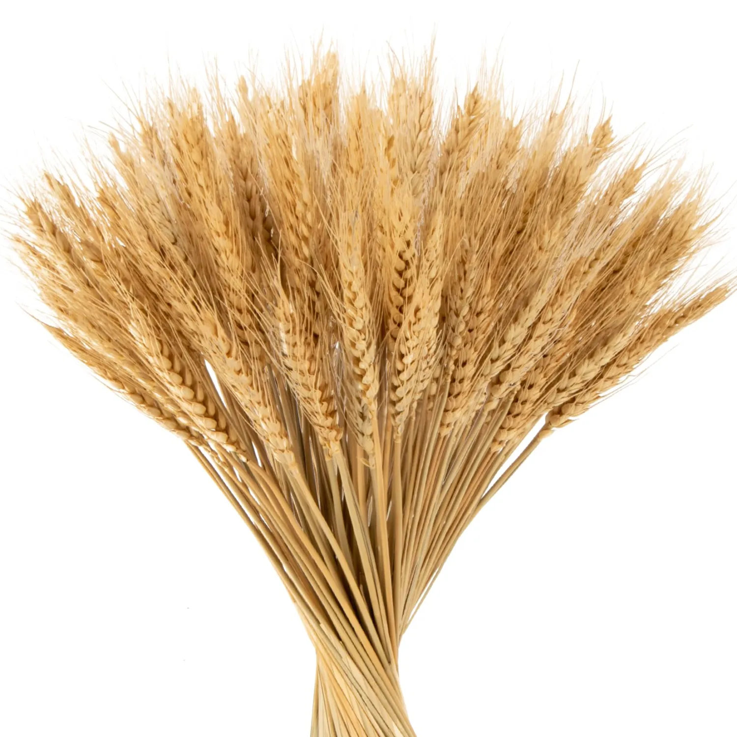 MAQIHAN 100 Stems Dried Wheat Stalks - Natural Wheat Straw Decor for Vases | Wheat Sheaves for Table Centerpieces, Thanksgiving Decorations, Wedding, Boho Flowers, Farmhouse Fall Decor, Harvest Wreath