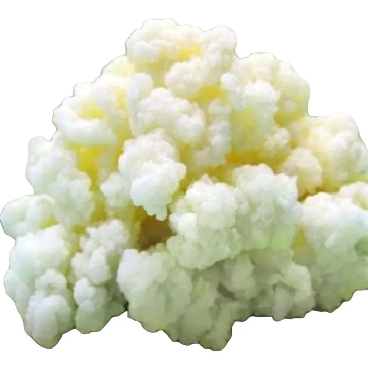 Milk Kefir Grains for Making Probiotic Kefir Drink, strong probiotic, 1 TABLESPOON, bulgaros, pajaritos, alive grains.