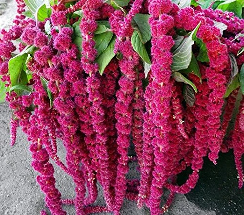200 Love Lies Bleeding Amaranthus Flower Seeds, Tassel, from USA