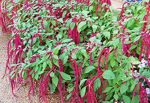 200 Love Lies Bleeding Amaranthus Flower Seeds, Tassel, from USA
