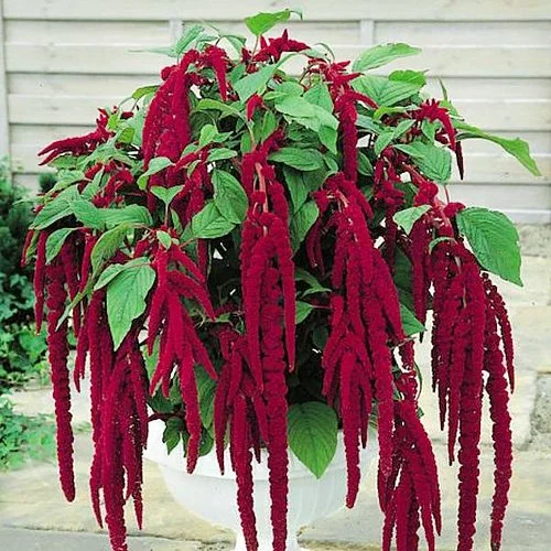 200 Love Lies Bleeding Amaranthus Flower Seeds, Tassel, from USA
