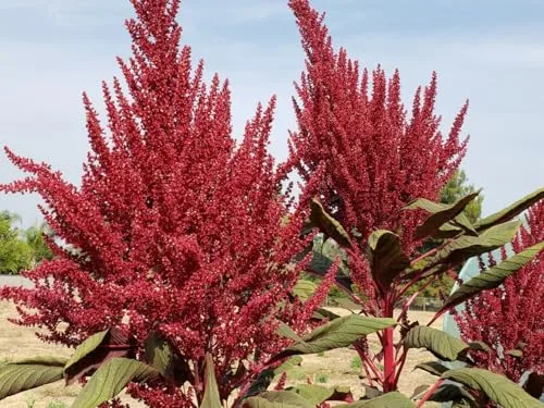 Red Garnet Sprouting Amaranth Herb Seeds Select Quantity: 500-5000 - 160,000 Seeds Supergrain - Microgreens (500)