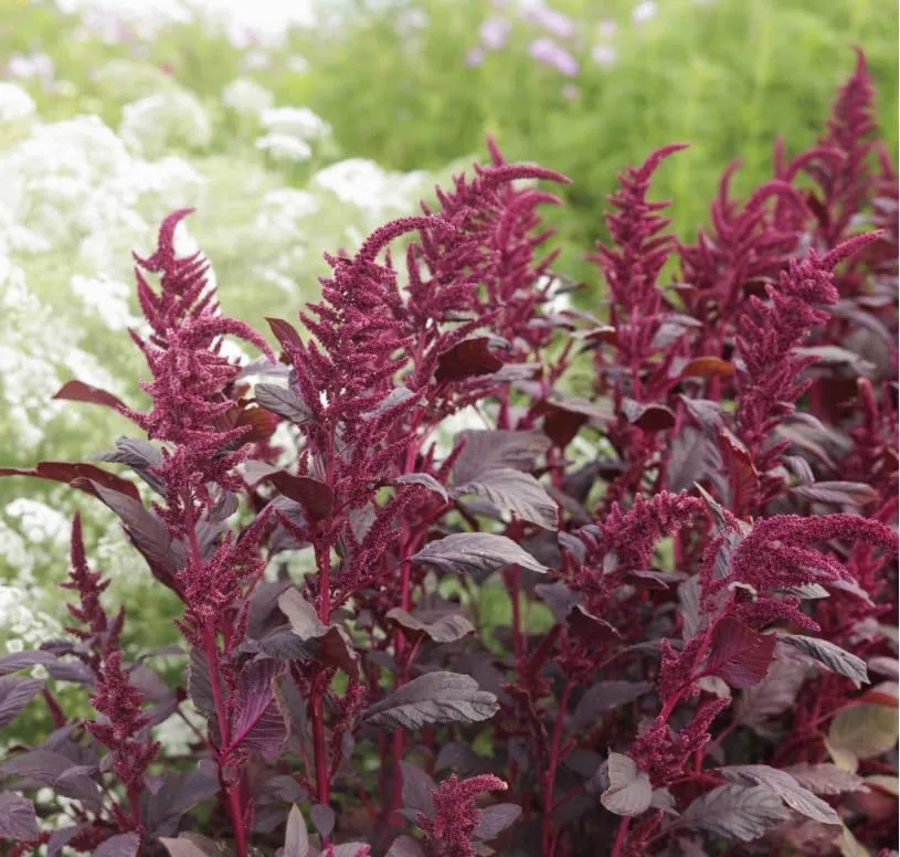 Red Garnet Sprouting Amaranth Herb Seeds Select Quantity: 500-5000 - 160,000 Seeds Supergrain - Microgreens (500)