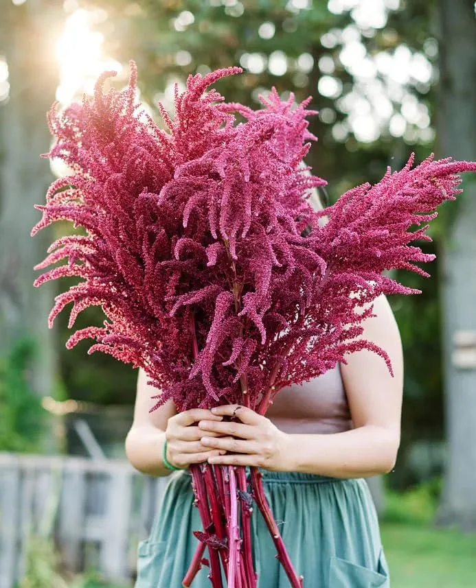 Red Garnet Sprouting Amaranth Herb Seeds Select Quantity: 500-5000 - 160,000 Seeds Supergrain - Microgreens (500)