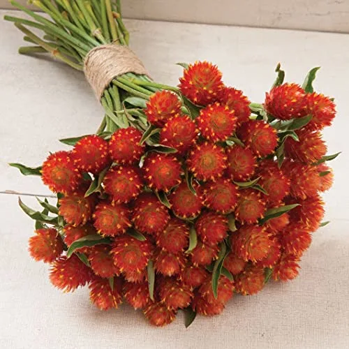 QIS™ Orange Gomphrena Seeds (Gomphrena haageana) Packet of 20 Seeds