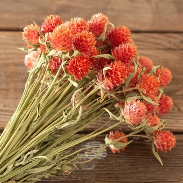 QIS™ Orange Gomphrena Seeds (Gomphrena haageana) Packet of 20 Seeds