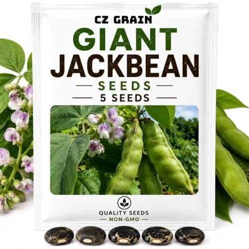 CZ Grain Seeds for Planting – Vegetable, Flower, Herb, Fruit, Tree & Unique Garden Seeds – Quality Seeds for Home Gardens, 5 Giant Jackbean Seeds