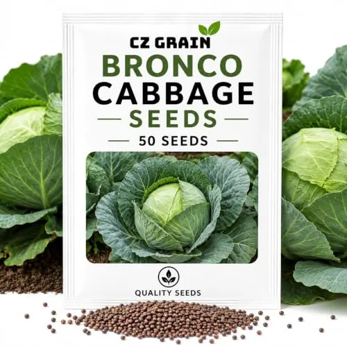 CZ Grain Seeds for Planting – Vegetable, Flower, Herb, Fruit, Tree & Unique Garden Seeds – Quality Seeds for Home Gardens, 50 Bronco Cabbage Seeds