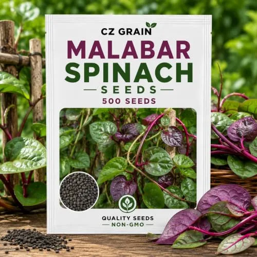 CZ Grain Seeds for Planting – Vegetable, Flower, Herb, Fruit, Tree & Unique Garden Seeds – Quality Seeds for Home Gardens, 500 Malabar Spinich