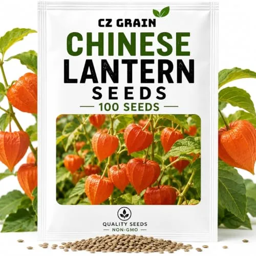 CZ Grain Seeds for Planting – Vegetable, Flower, Herb, Fruit, Tree & Unique Garden Seeds – Quality Seeds for Home Gardens, 100 Chinese Lantern Seeds