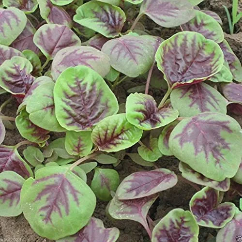 Chinese Spinach Seeds- Edible Amaranth, Red Stripe Leaf -Jamaican Red Calla-loo!(100 Seeds)