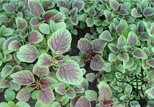 Chinese Spinach Seeds- Edible Amaranth, Red Stripe Leaf -Jamaican Red Calla-loo!(100 Seeds)