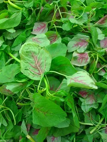 Chinese Spinach Seeds- Edible Amaranth, Red Stripe Leaf -Jamaican Red Calla-loo!(100 Seeds)