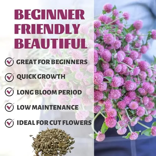 Pink Globe Amaranth Seeds Pack - Beautiful Garden Flowers Seeds