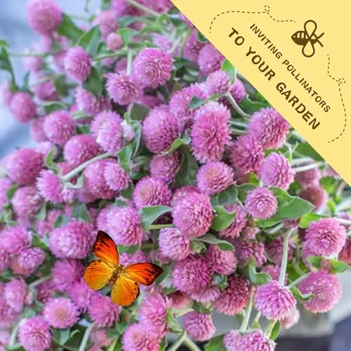 Pink Globe Amaranth Seeds Pack - Beautiful Garden Flowers Seeds