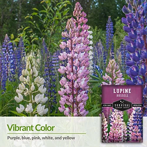 Survival Garden Seeds Russell Lupine Mix Seeds for Planting, 1 Pack