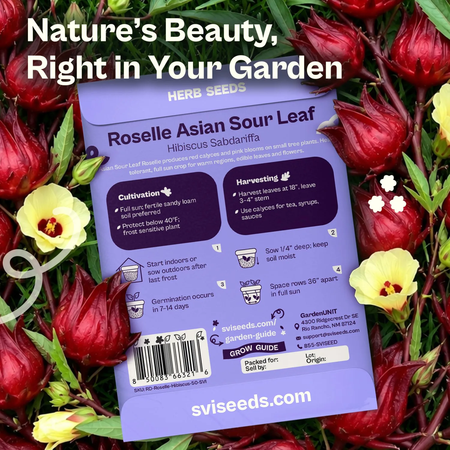 SVI 50 Asian Sour Leaf Roselle Seeds (Hibiscus sabdariffa) – Edible Roselle Hibiscus Flowers Seed Packets, Red Sorrel Garden Seed – Perennial Heirloom Vegetable Seeds Outdoor Garden, Containers