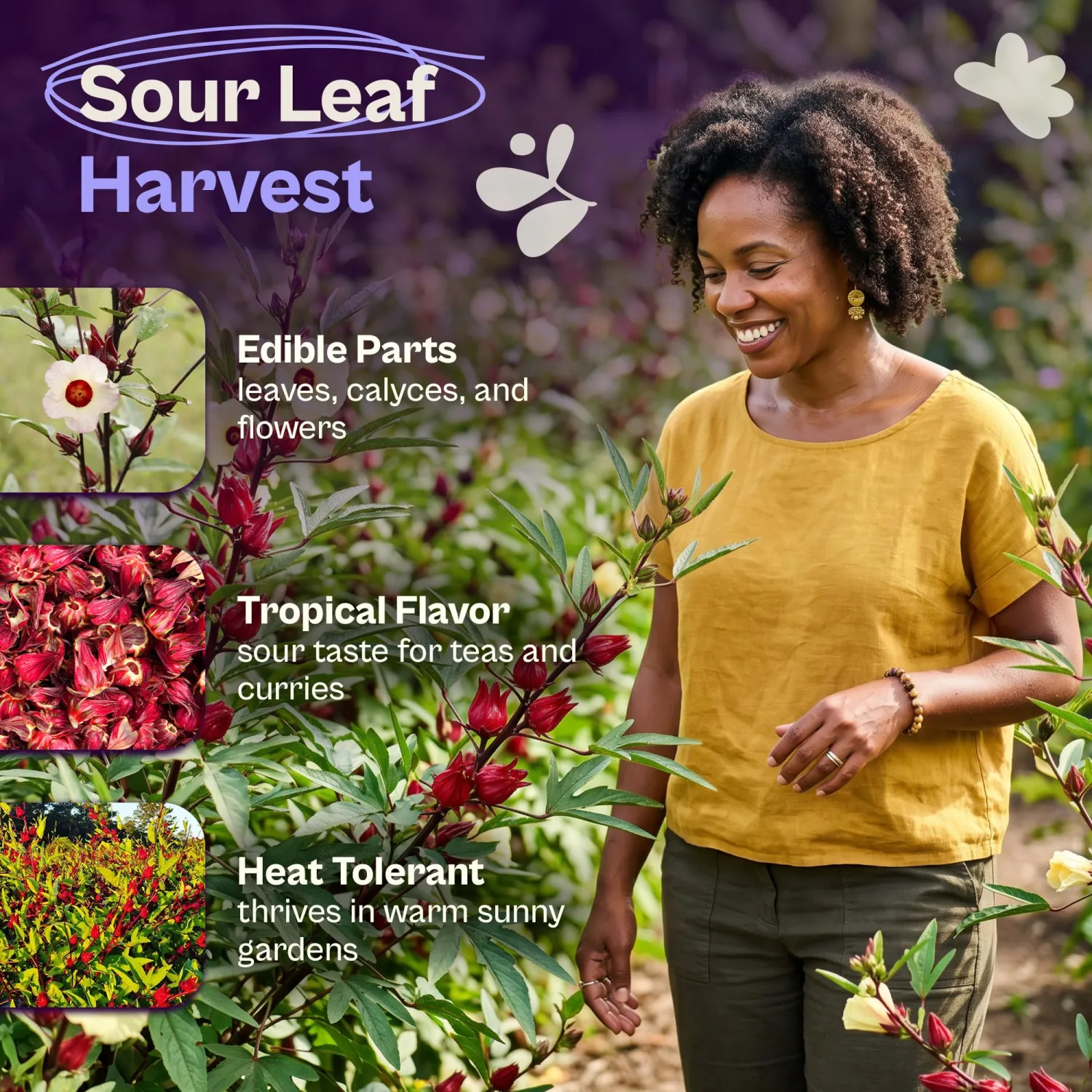 SVI 50 Asian Sour Leaf Roselle Seeds (Hibiscus sabdariffa) – Edible Roselle Hibiscus Flowers Seed Packets, Red Sorrel Garden Seed – Perennial Heirloom Vegetable Seeds Outdoor Garden, Containers