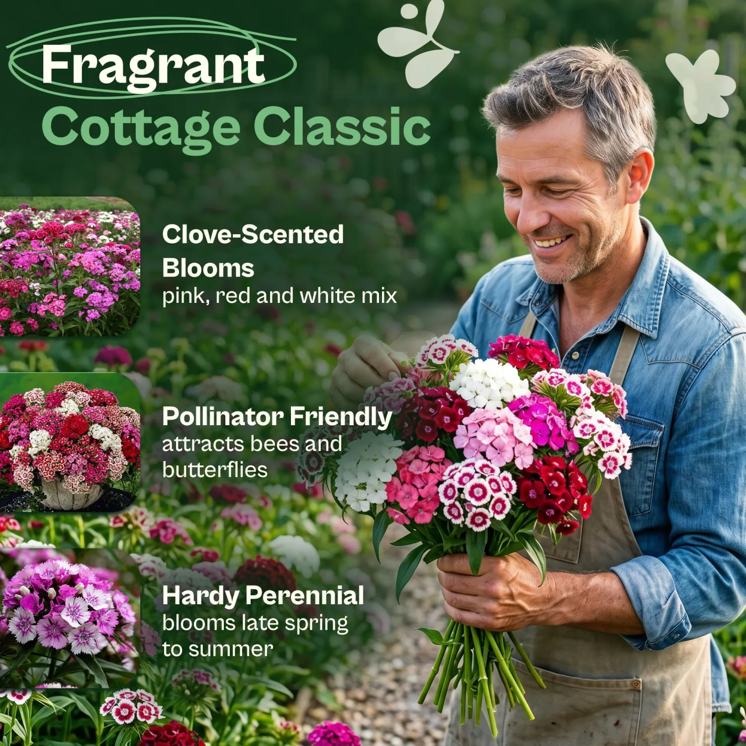 SVI 2500 Mix Sweet William Seeds (Dianthus barbatus) – Fragrant Sweet William Seed Packets Bulk – Heirloom Seed Mix, Non-GMO Perennial Flower Seeds Outdoor Flower Garden Beds & Indoor Garden