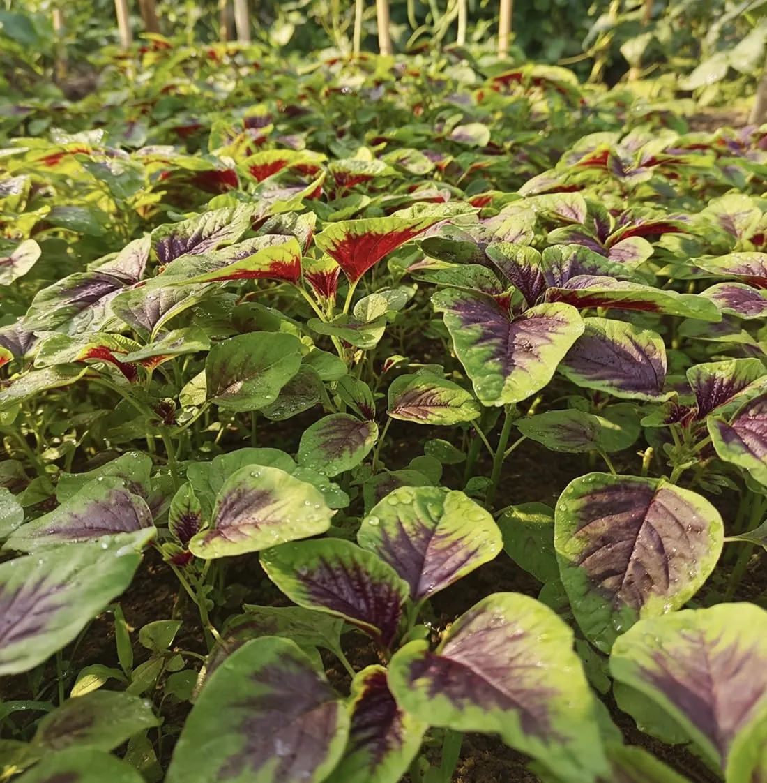 500+ Red Leaf Amaranth Seeds for Planting Non-GMO Heirloom Red Leaf Vegetable Home Garden Plant