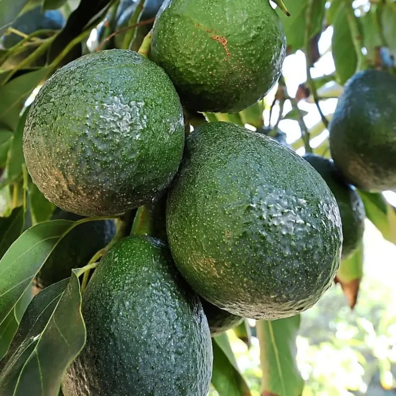 HASS Avocado Tree Plant Live, Patio Container, 6-10 Inc Tall