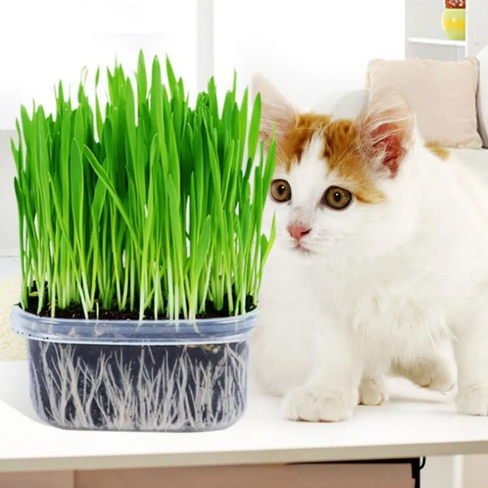 Cat Grass Mix Seeds – Pet Grass for Cats