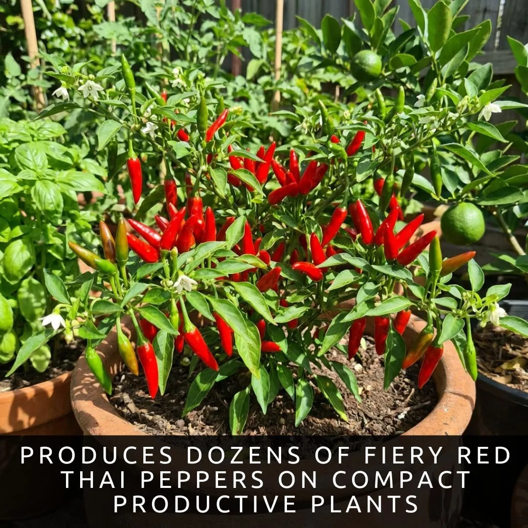 Red Thai Pepper Seeds for Planting | Hot Chili Peppers | 100 Seeds
