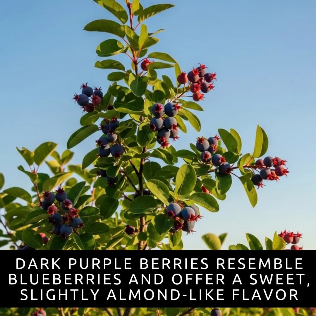 Saskatoon Serviceberry Seeds for Planting Native Berry 100 Premium Seeds