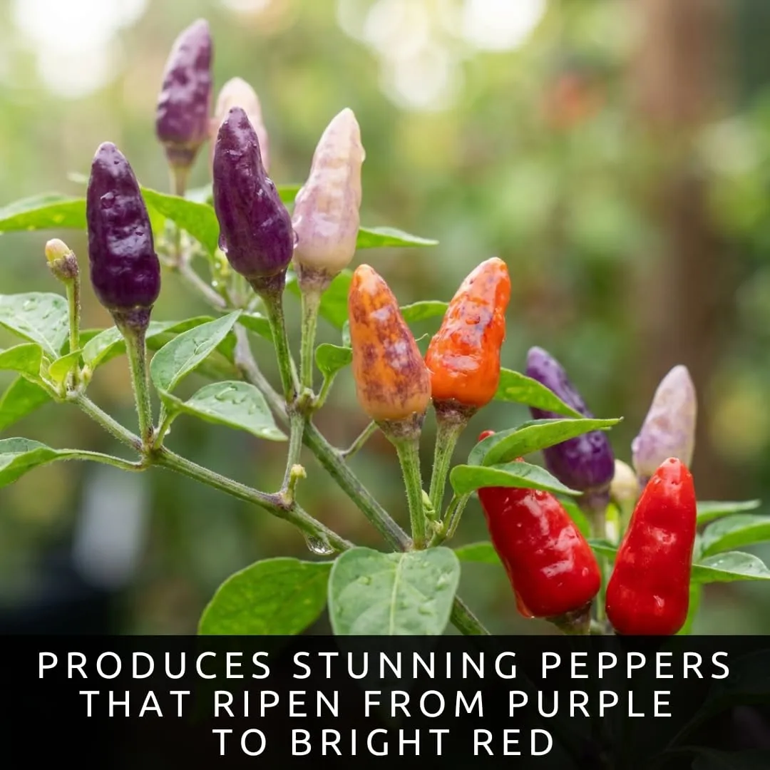 Buena Mulata Pepper Seeds | Purple to Red Hot Peppers | 100 Seeds
