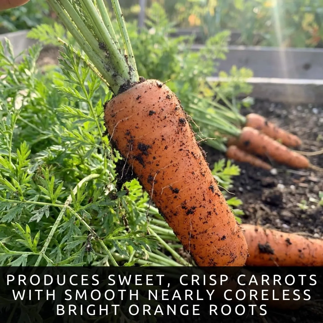 Scarlet Nantes Carrot Seeds for Planting | Sweet Crisp Roots | 100 Seeds