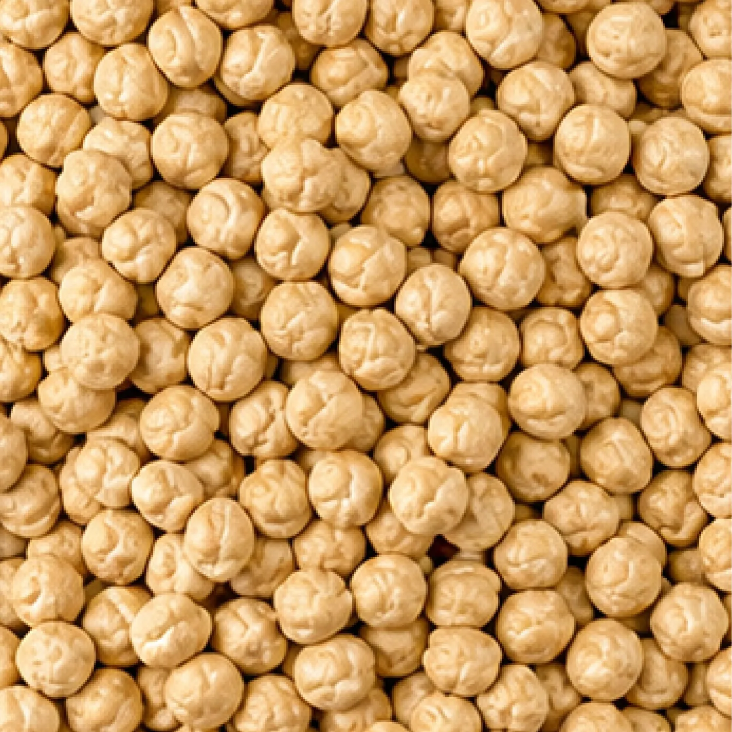 High Plains Beans Chickpeas, 1 lb Bag, Premium Dry Beans
