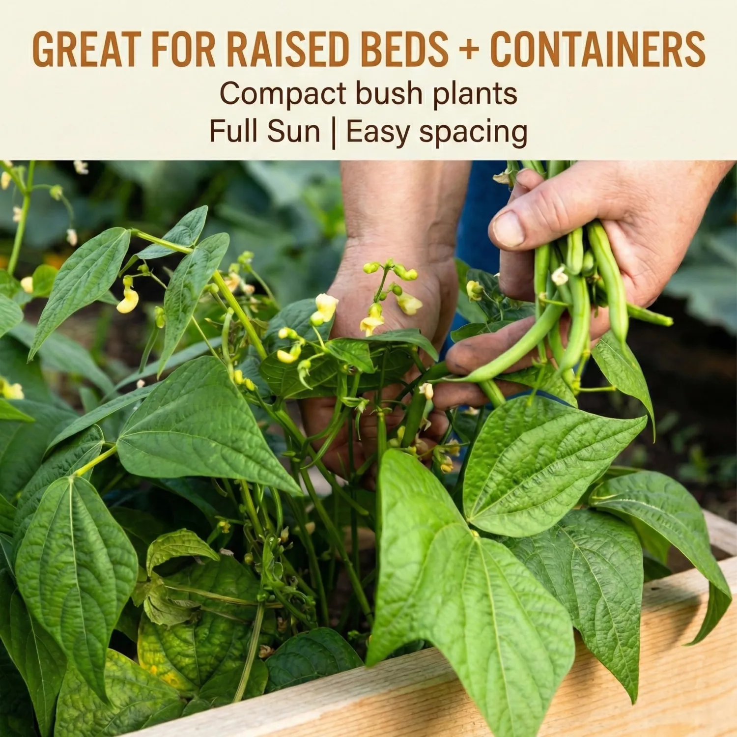 50 Green Bean Seeds for Planting - Provider - Bush Bean - Heirloom | Non-GMO | USA Grown