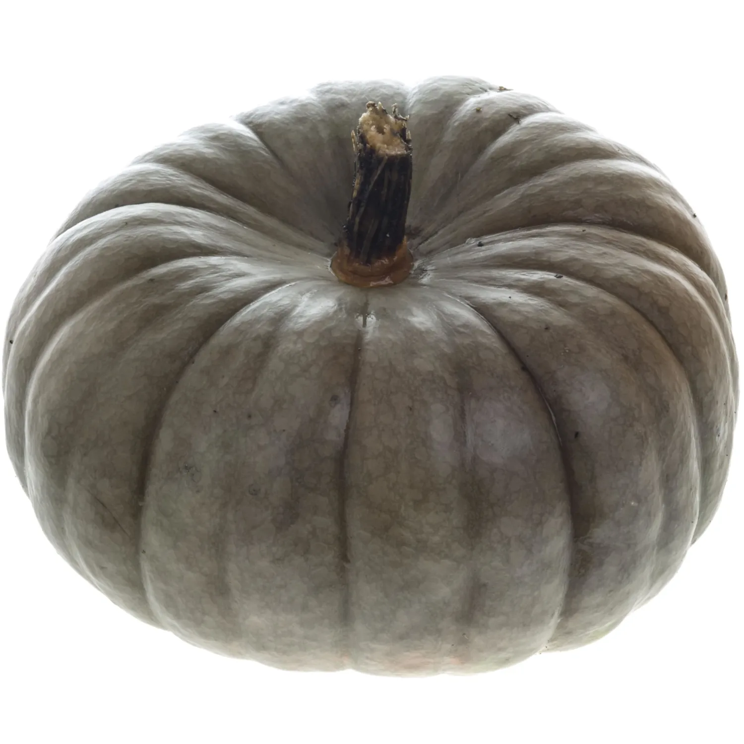 25 Jarrahdale Pumpkin Seeds for Planting - Heirloom Blue-Grey Pumpkin, Non-GMO, USA Grown - Cucurbita Maxima for Pies, Soups, Roasting & Fall Decor